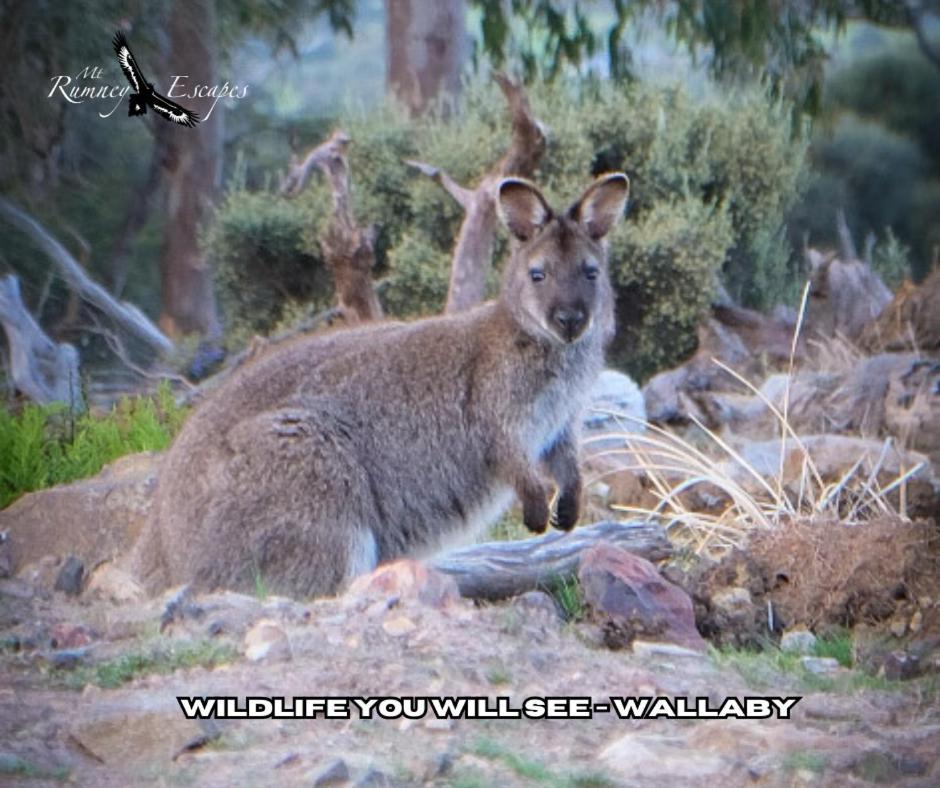 Mount Rumney Escapes - 3 Seaview Wombat House エクステリア 写真
